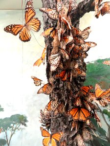 Monarch butterflies - Pacific Grove Museum of Natural History - DSC06624