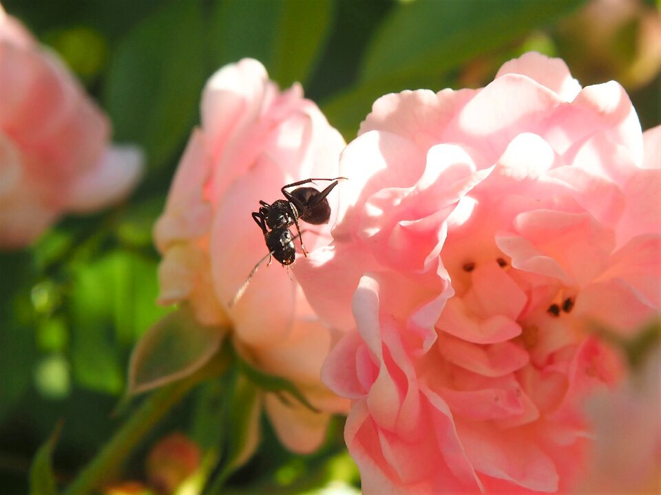 Close up rose pink