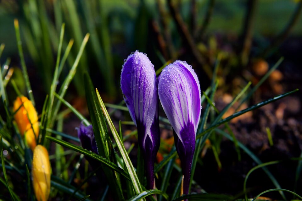 Nature spring purple