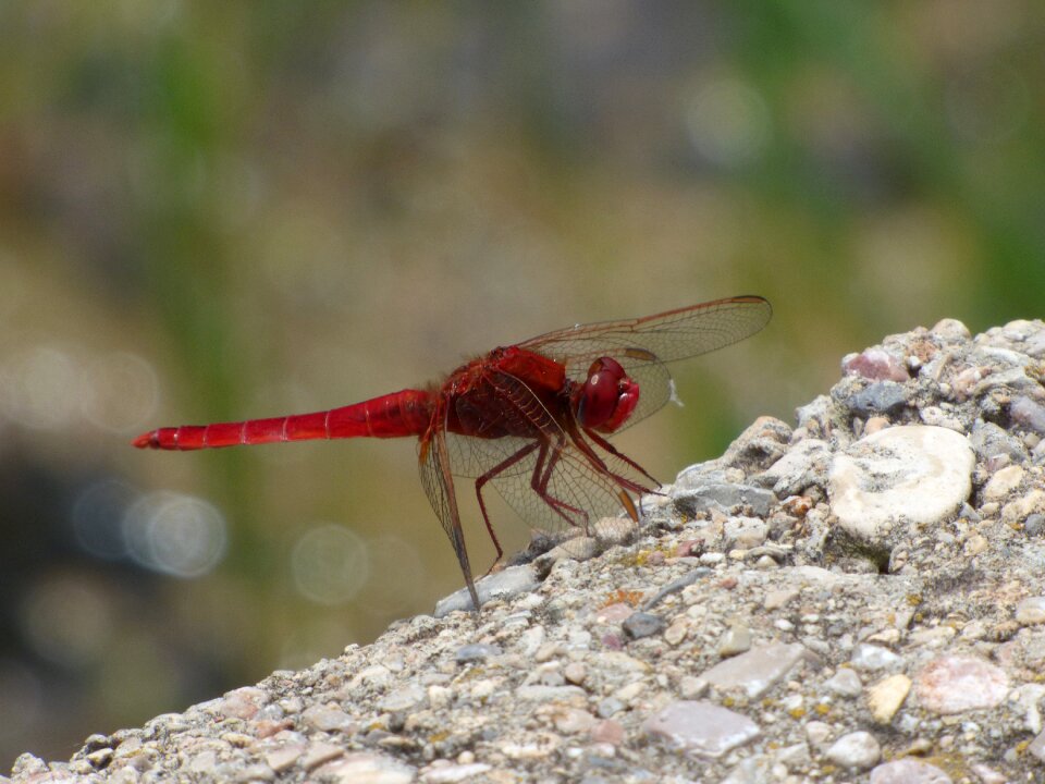 Dragonfly winged insect erythraea crocothemis