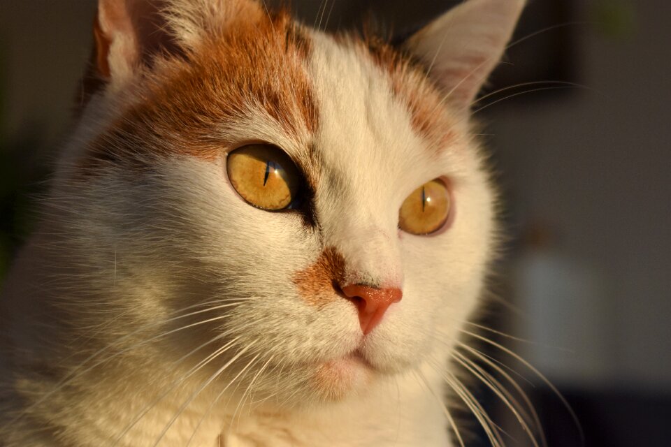Creature pet white cat