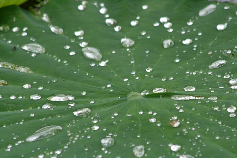Plant drop of water lotus