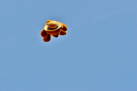 Bear flying sky