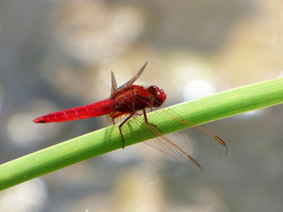 Dragonfly winged insect erythraea crocothemis