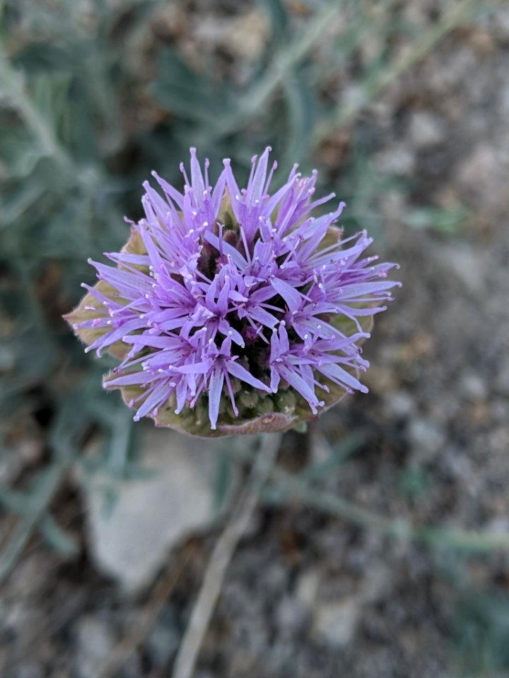 Monardella linoides sierrae 81713128