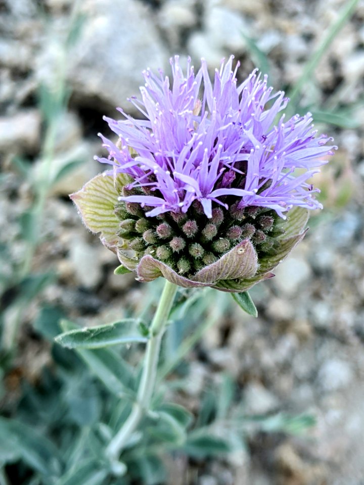Monardella linoides sierrae 81713051