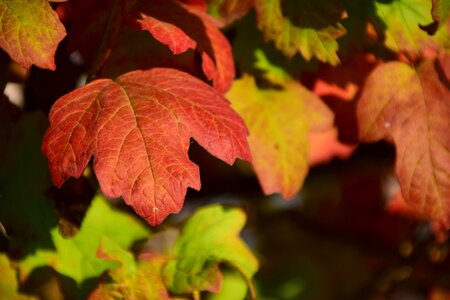 Golden autumn fall foliage leaf photo