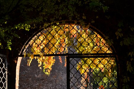 Door leaves portal photo