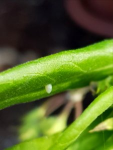 Monarch egg