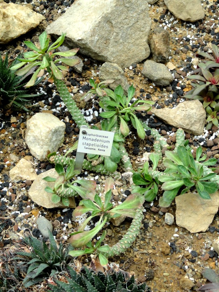 Monadenium stapelioides - Botanischer Garten Freiburg - DSC06340