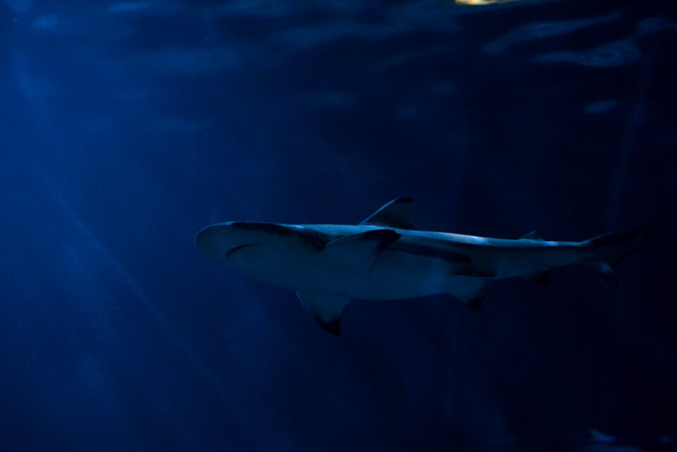 Deep fish marine life