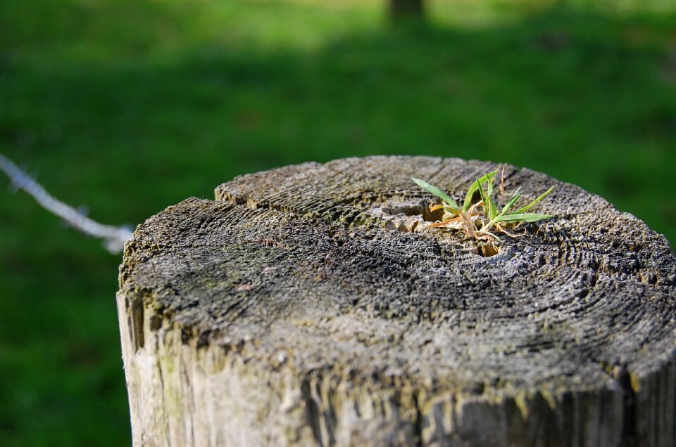 Grass landscape wooden posts