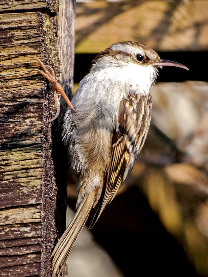 Animal songbird garden bird