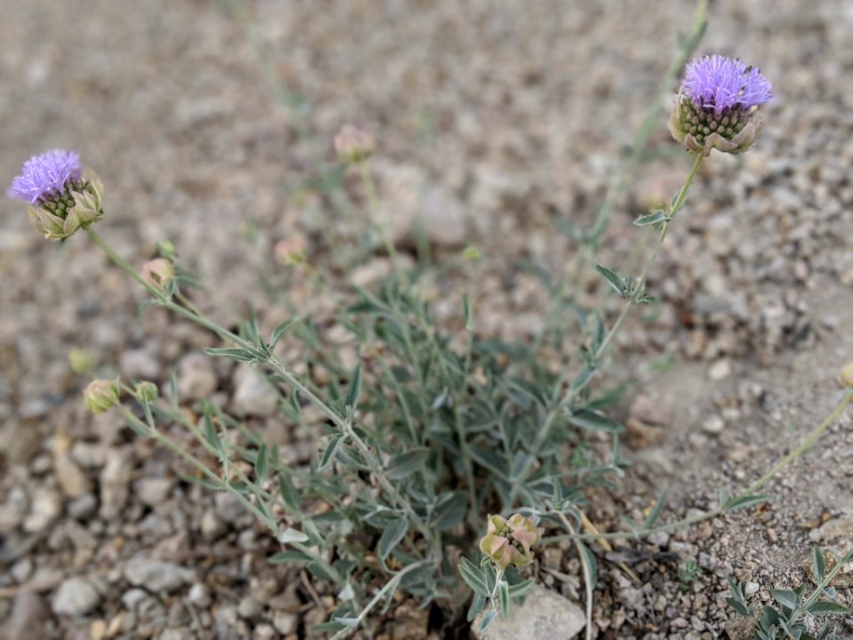 Monardella linoides sierrae 81713081