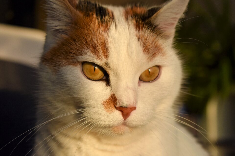 Creature pet white cat