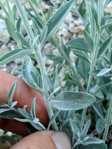 Monardella linoides sierrae 81713064