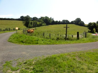 Monhoudou (Sarthe) paysage avec croix et vaches
