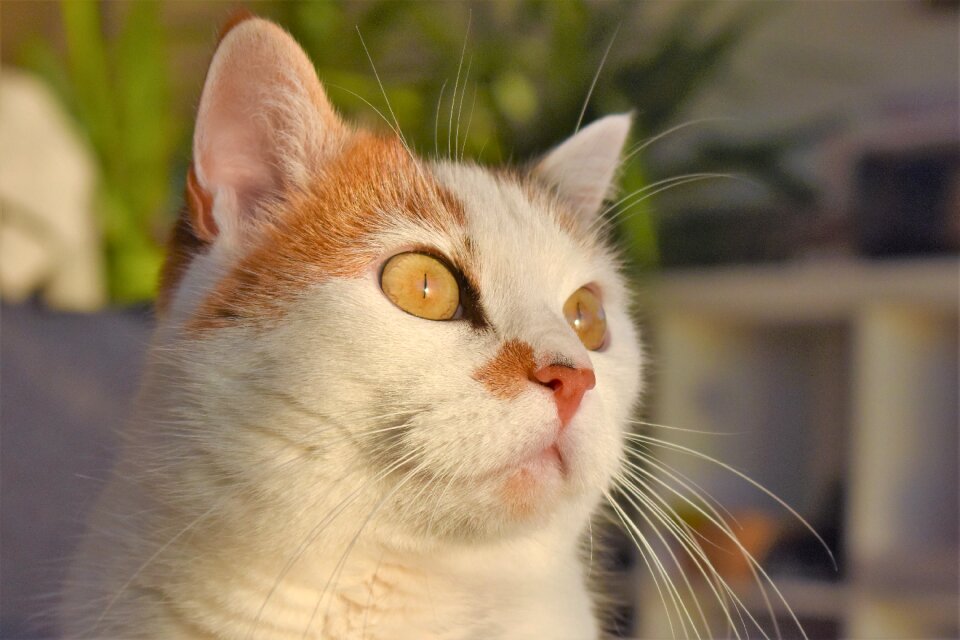 Creature pet white cat
