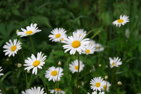 Summer flowers village beautiful flowers