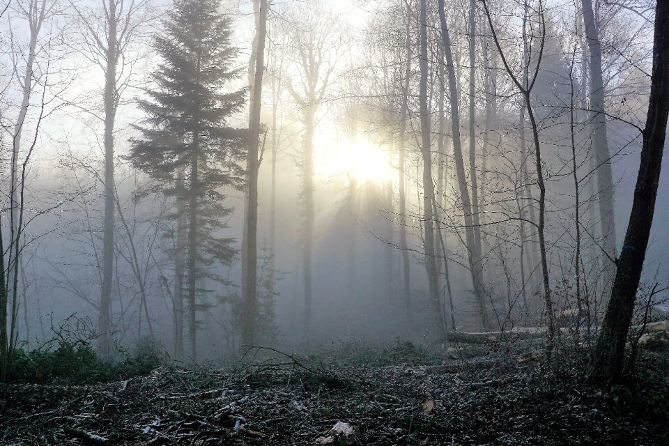Nature trees winter