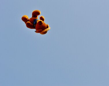 Bear flying sky