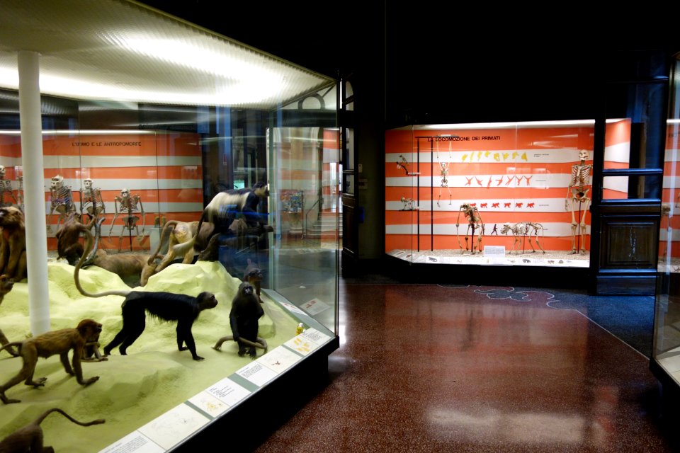 Monkey room - Museo Civico di Storia Naturale Giacomo Doria - Genoa, Italy - DSC02505