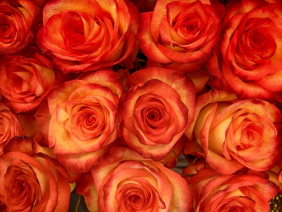 Bright red rosa nature
