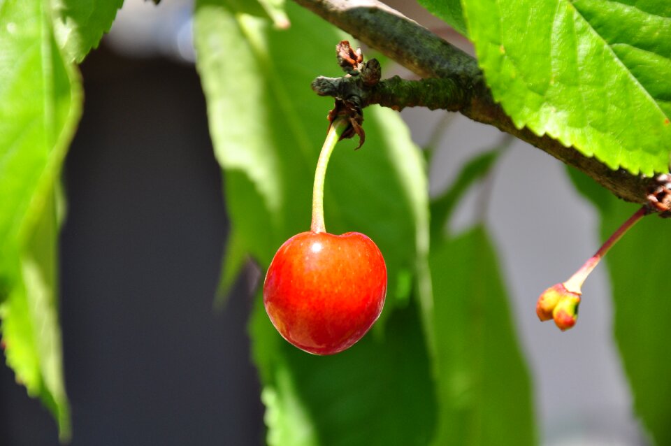 Summer garden green fruit tree