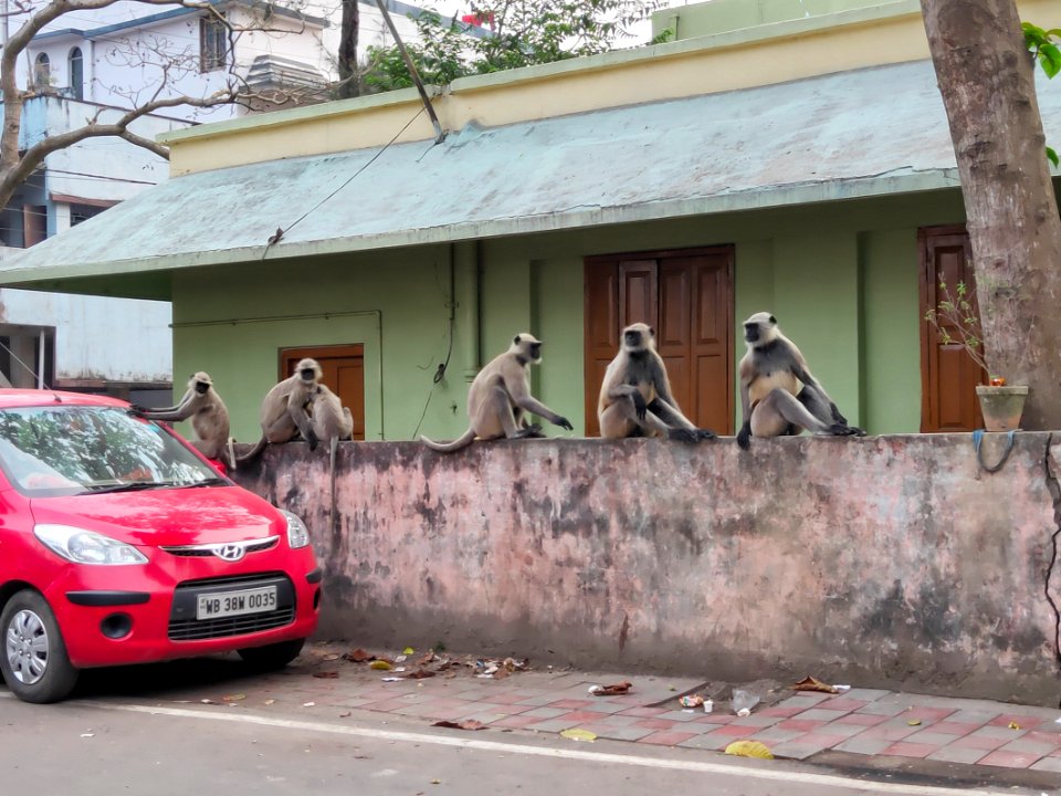 Monkeys at Ranaghat Session Court