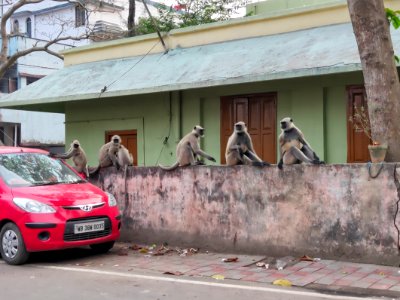Monkeys at Ranaghat Session Court photo