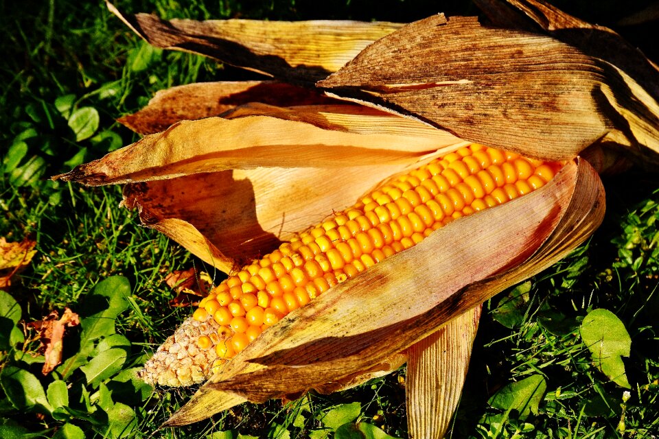 Vegetables food nature