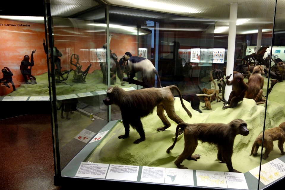 Monkey room - Museo Civico di Storia Naturale Giacomo Doria - Genoa, Italy - DSC02490