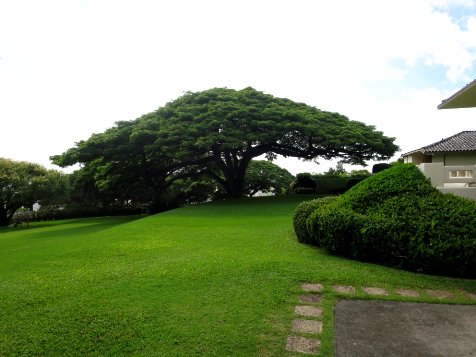 Monkeypod tree on great lawn of Spalding House, (Honolulu)