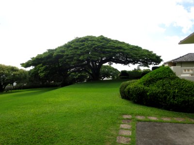 Monkeypod tree on great lawn of Spalding House, (Honolulu)