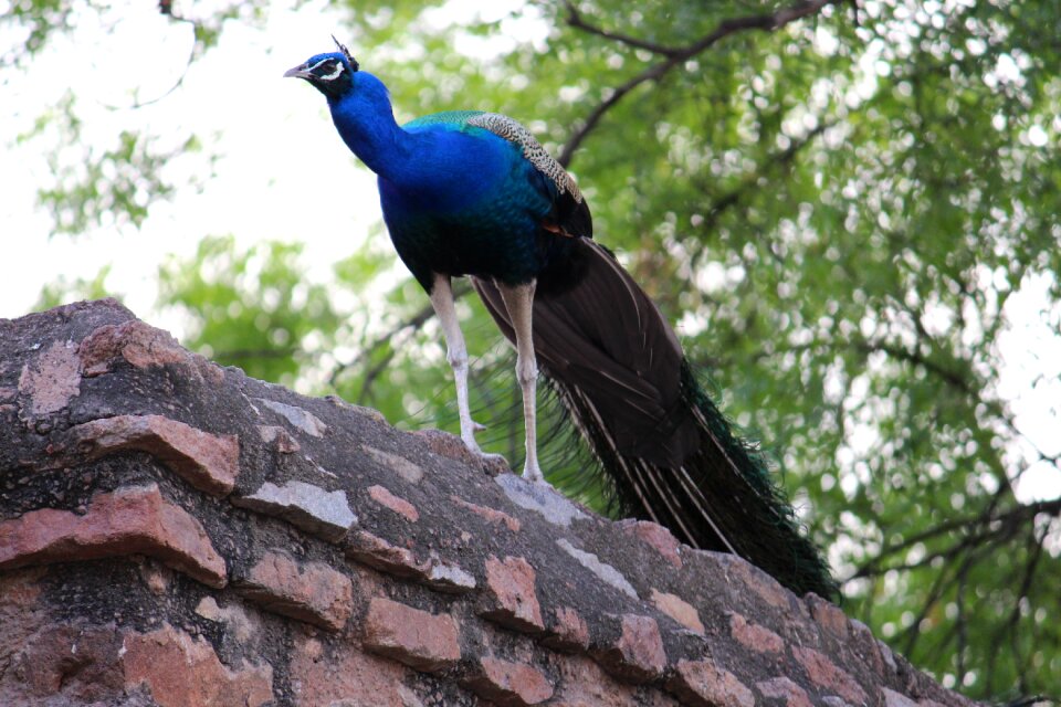 Peacock bird bird of paradise