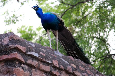 Peacock bird bird of paradise photo