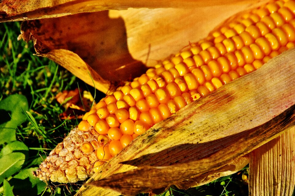 Vegetables food nature