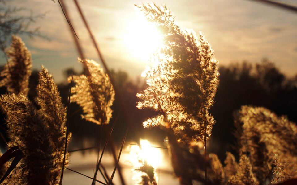 Against day reeds camargue