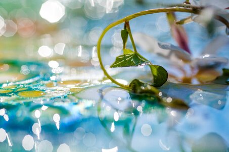 Mirroring water drip drip photo