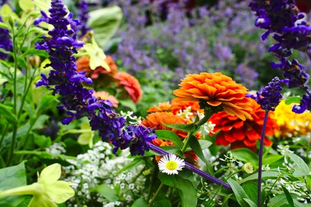 Field colorful nature photo