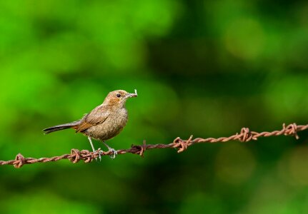 Nature ornithology birding