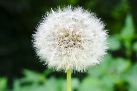 Seed white nature