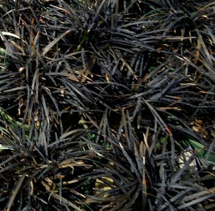 Mondo Grass plants growing in NJ in April