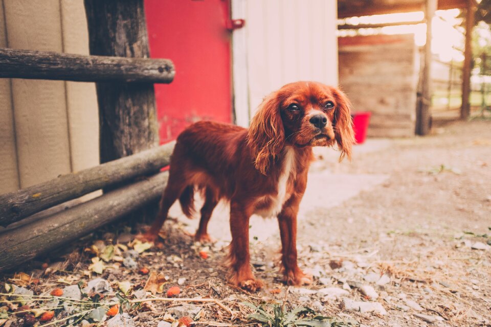 Dog domestic animal pet