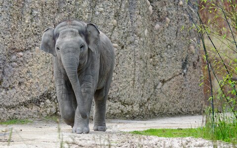 Pachyderm mammal elephas maximus