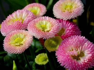 Daisy spring blossom