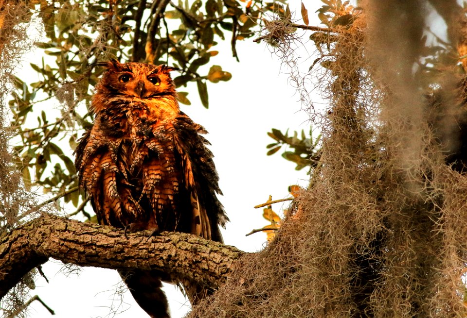 Mom S Above The Nest (246305553)