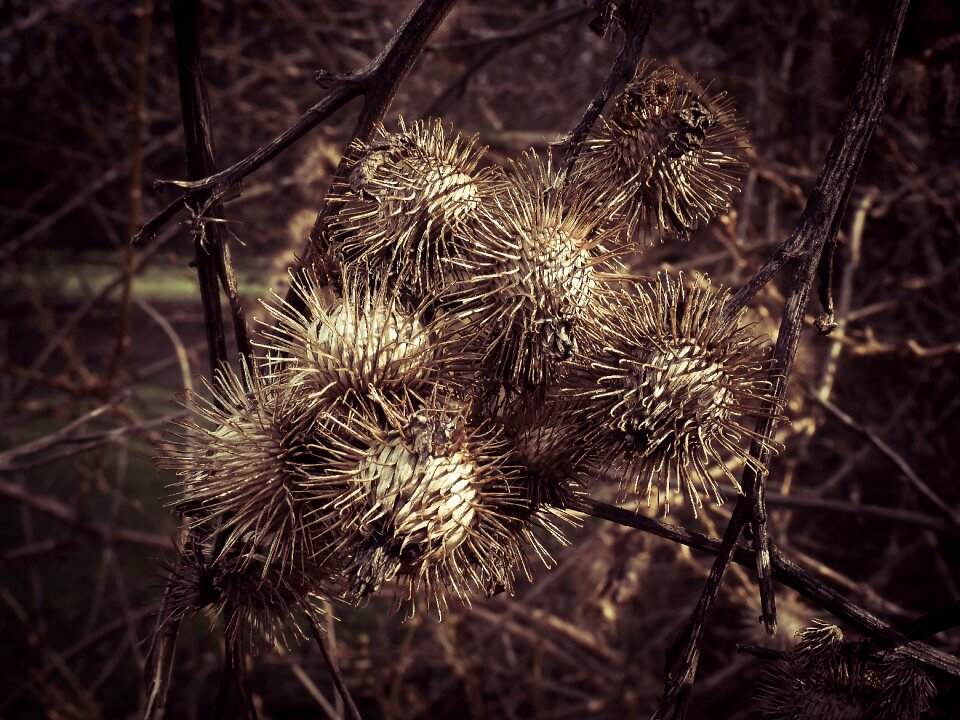 Wild flower thistle flower spur