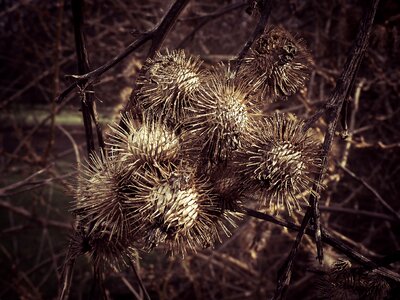 Wild flower thistle flower spur