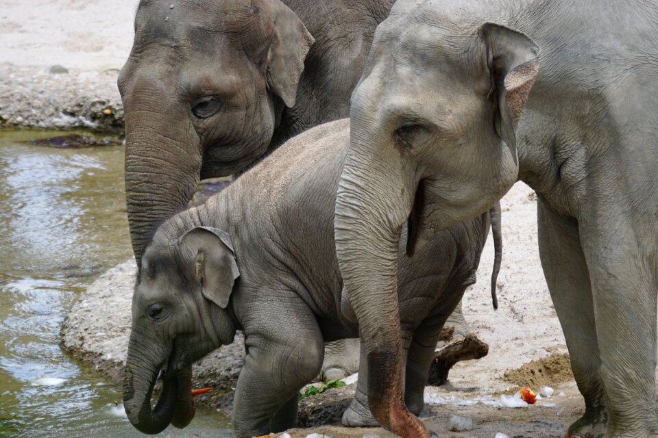 Water hole drink pachyderm